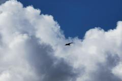 Vautour (21 août 2022)