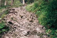 Montée dans la forêt (15 septembre 2018)