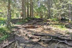 Sentier dans la forêt (26 juin 2021)