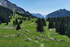 Suivre la sente à droite en direction des sapins (26 juin 2021)