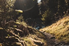 Progression dans la forêt (3 novembre 2018)