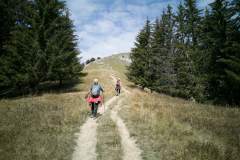Le sentier continue entre les sapins (10 septembre 2020)
