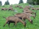 Chèvres au départ du sentier (28 mai 2006)