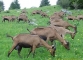 Chèvres au départ du sentier (28 mai 2006)