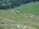 Moutons à la descente (18 juin 2006)