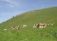 Vaches dans les Alpages (18 juin 2006)