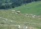 Moutons à la descente (18 juin 2006)
