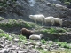 Moutons cherchant l'ombre