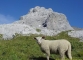 Mouton devant le sommet