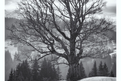 Arbre un peu avant le lieu-dit "Baru" (5 janvier 2019)