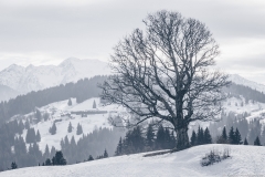 Arbre un peu avant le lieu-dit "Baru" (5 janvier 2019)