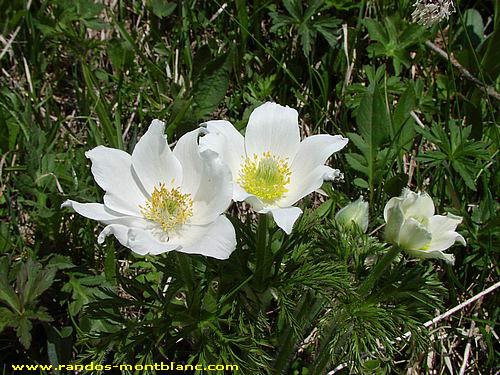 Fleurs de montagne des Alpes — Randos-MontBlanc