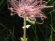 pulsatilla_chevelure