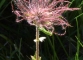 pulsatilla_chevelure