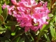 Rhododendron