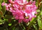 Rhododendron