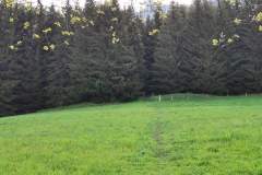 Suivre panneau balisé qui indique la forêt au bout du pré (23 mai 2021)