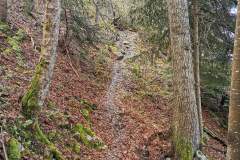 Sentier dans la forêt (23 mai 2021)