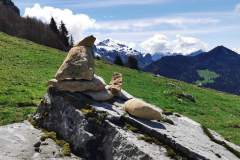 Cairn qu'ils faut viser depuis l'abreuvoir (23 mai 2021)