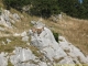 Bouquetin au col du Cable