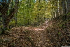 Le sentier se poursuit dans la forêt (13 octobre 2017)