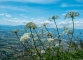 Fleurs (6 juillet 2016)