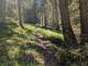 Sentier qui monte en forêt (18 mai 2025)