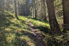 Sentier qui monte en forêt (18 mai 2025)