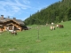 Le sentier bifurque dans la forêt aux chalets des Plans