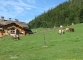 Le sentier bifurque dans la forêt aux chalets des Plans