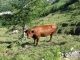 Vache dans l'alpage d'Arnuva