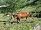 Vache dans l'alpage d'Arnuva