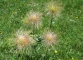 Fleurs