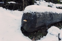 Champignon sur un rondin (25 décembre 2019)