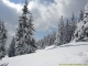 Superbes sapins sous la neige (12 mars 2006)