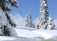 Sapins sous la neige (12 mars 2006)