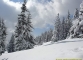 Superbes sapins sous la neige (12 mars 2006)