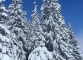 Sapins enneigés (12 mars 2006)