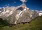 Pointe Walker et Grandes Jorasses (17 août 2016)