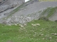 Moutons dans les alpages