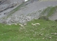 Moutons dans les alpages