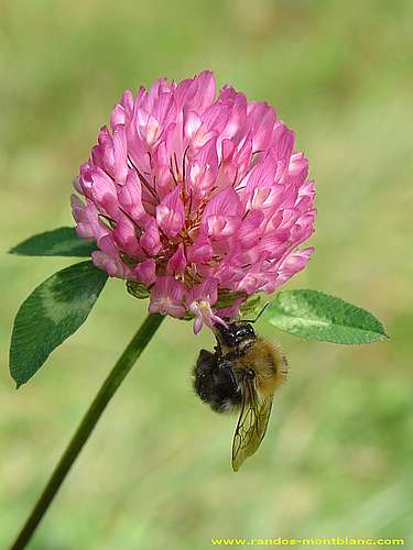 Fleurs de montagne des Alpes — Randos-MontBlanc