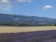 Magnifique vue sur le plateau de Valensole (5 juillet 2005)