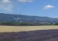 Magnifique vue sur le plateau de Valensole (5 juillet 2005)