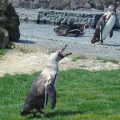 Manchot au Parc des Oiseaux