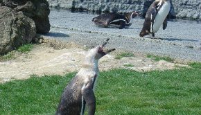 Manchot au Parc des Oiseaux