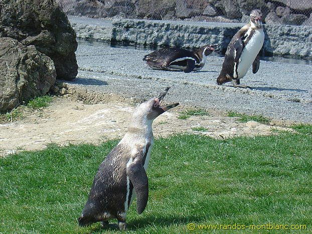 Manchot au Parc des Oiseaux